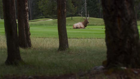 Elk-bull-male-resting-on-lawn-wide