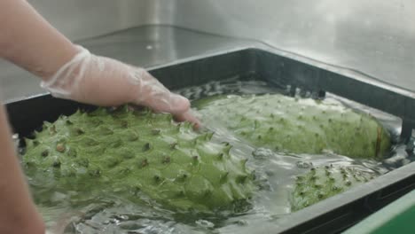 fresh-soursop-cleaning-process-in-pulp-factory