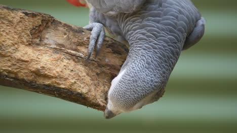 Close-up-of-African-grey-parrot-perched-on-wooden-branch-and-nibbling-outdoors---Psittacus-Species