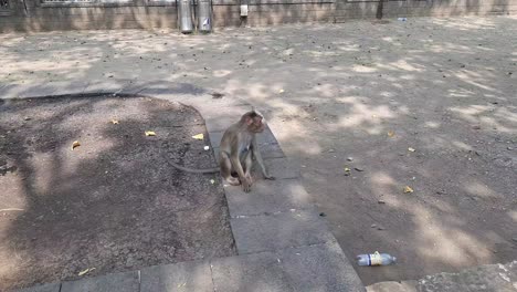 Monkeys-at-Elephanta-Island,-Mumbai-India