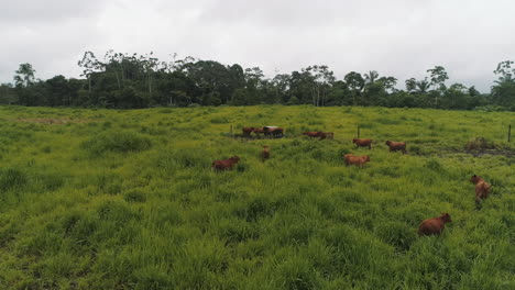 Vacas-Brangus-En-Los-Campos-Verdes-De-La-Costa-Ecuatoriana-Provincia-De-El-Oro