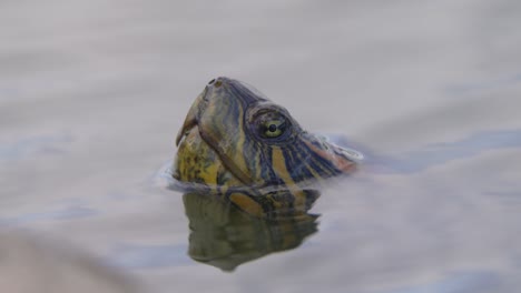 A-wild-d'orbigny's-slider,-trachemys-dorbigni-head-peeks-above-the-reflective-water-surface-in-its-natural-habitat,-close-up-daylight-shot