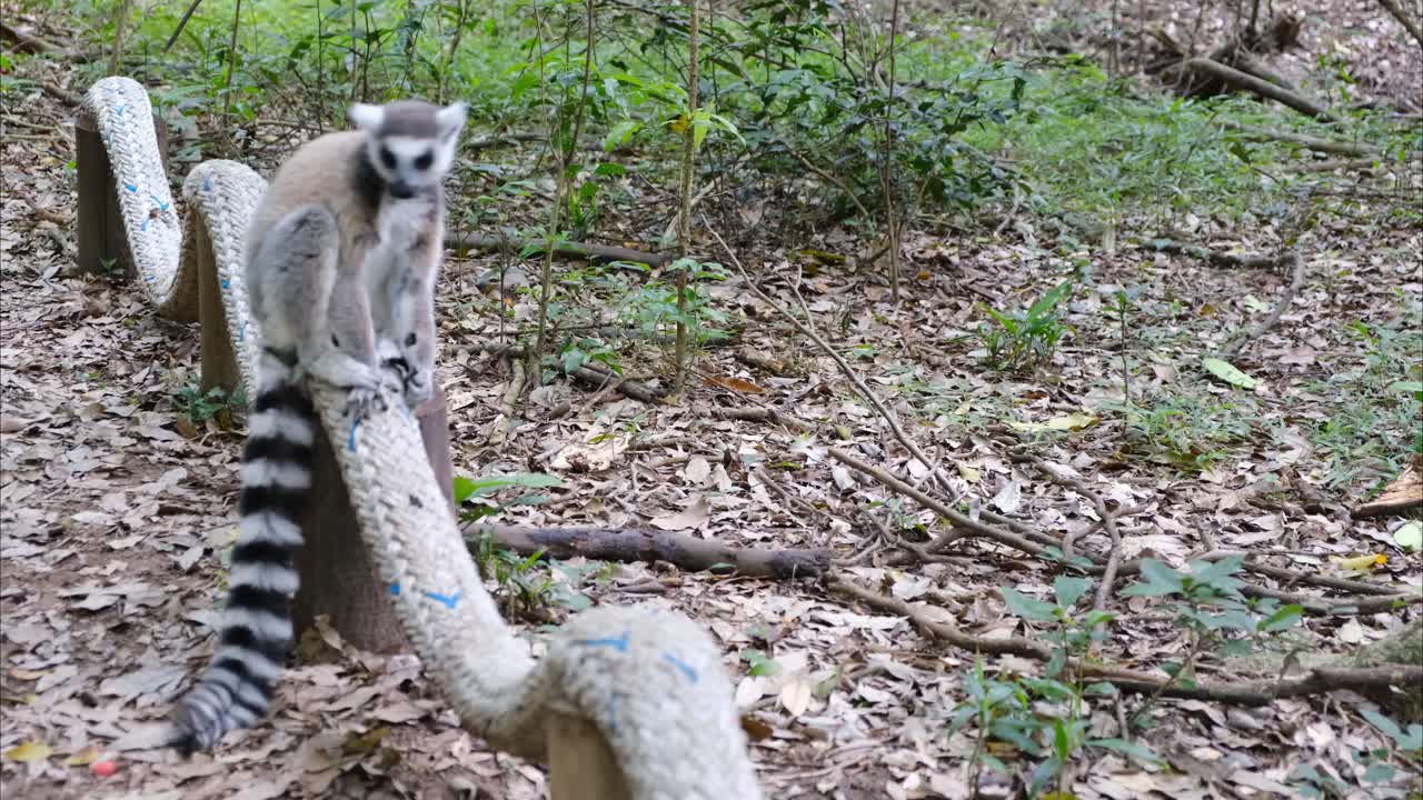 Pheromones: Stink Fights in Lemurs