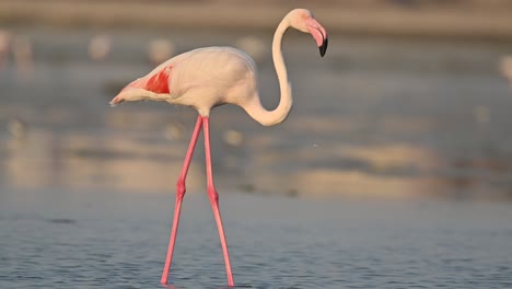 Migratory-birds-Greater-Flamingos-wandering-in-the-shallow-sea-water-marsh-land-at-low-tide---Bahrain