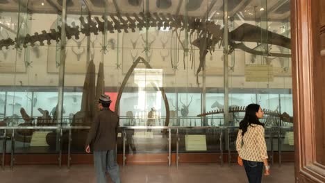 Indian-uncle-and-daughter-visit-an-old-Indian-Museum-in-the-city-of-Kolkata-a-big-skeleton-of-a-whale-is-displayed-in-the-background