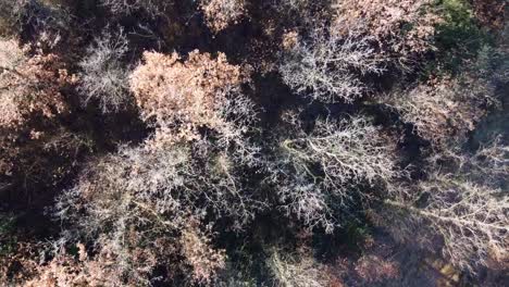 Top-down-aerial-shot-of-leafless-dead-trees-in-a-forest-in-winter