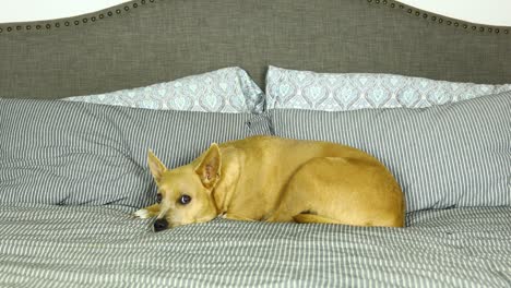 Carolina-dog-lays-his-head-down-in-a-bed