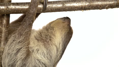 Sloth-on-white-background-climbing-branch