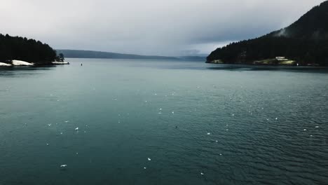 A-group-of-white-birds-flying-away-from-the-slowly-proceeding-ferry-in-the-slowly-rippling-water-in-an-inlet-towards-Salt-Spring-Island-on-a-cloudy-day