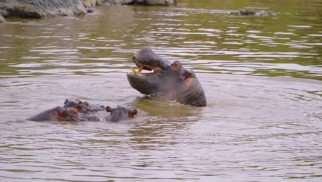 Videoaufnahmen-In-Freier-Wildbahn-Einer-Flusspferdfamilie-In-Einem-Teich-In-Der-Afrikanischen-Savanne-Auf-Einer-Safaritour
