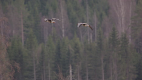 Two-grey-geese-flying-above-a-forest-in-Sweden,-slow-motion-pan-left