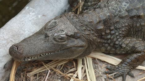American-Alligator-slowly-falling-asleep,-close-up-still-shot