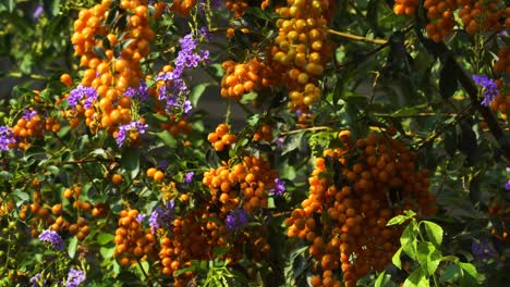 Flowers-and-fruits-of-Duranta-erecta,-sunny-and-windy-day