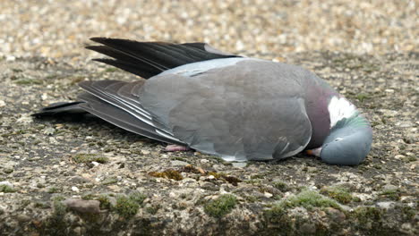 Close-Up-Shot-of-Dead-Pigeon-on-Concrete-Floor,-Outdoors
