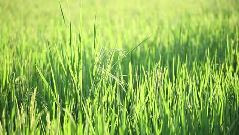 Grüne-Reispflanzen-Wiegen-Sich-Im-Abendlicht-Im-Wind