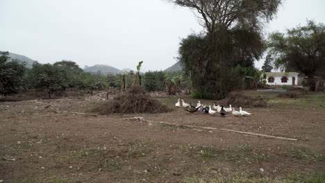Static-shot-of-a-flock-of-ducks-lazing-in-a-farm-in-Pachacamac,-Lima,-Peru