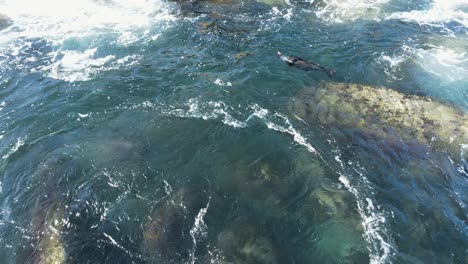 Injured-baby-Fur-Seal-rolling-in-the-ocean-as-the-swell-moves-in-along-the-rocky-shoreline