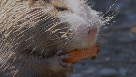Macro-view-of-wild-Nutria-Beaver-holding-and-eating-orange-carrot-during-sunny-day-in-wilderness