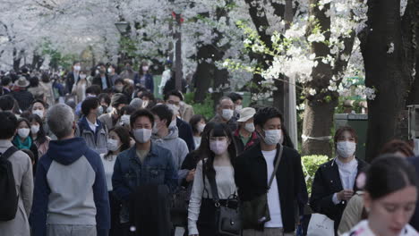 Scene-Of-Crowded-People-Wearing-Mask-During-Hanami-Festival-With-Falling-Sakura-Petals-Amidst-Pandemic-In-Tokyo,-Japan