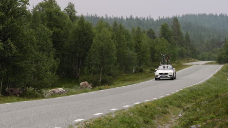 A-single-car-drives-on-a-country-road-in-the-forest-with-reindeer-around-it