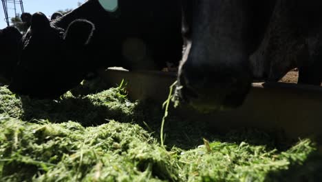 Milk-cows-eating-freshly-cut-grass-from-a-trough-on-a-production-farm