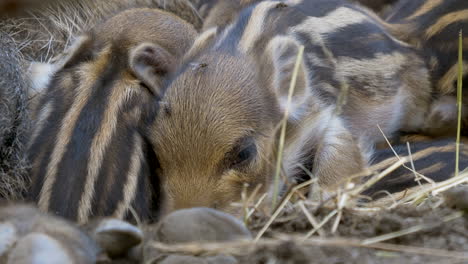 Close-up-shot-of-cute-newborn-wild-boars-cuddling-together-and-sleeping-in-hay