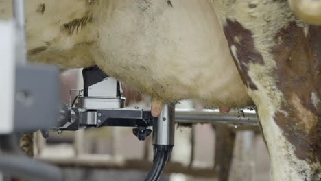 Milking-robot-sucks-teat-of-cow-udder-to-produce-milk