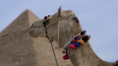 A-camel-face-in-front-of-pyramids-of-Egypt