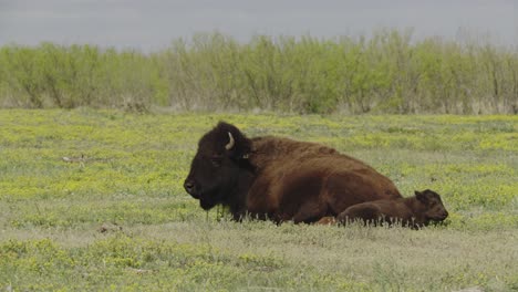 Bison-family-resting-in-a-prairie
