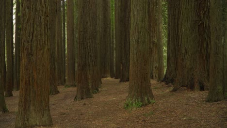 Californian-redwood-trees-in-Otway-National-Park,-panning-shot