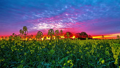 Sunrise-coloring-clouds-vivid-pink,-low-shot-from-rapeseed-field