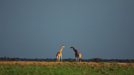 Pair-of-Giraffes-quietly-grazing-the-Central-Kalahari-grassland-in-Africa