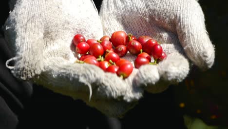 Freshly-picked-coffee-fruits-held-between-gloved-hands-of-fruit-picker