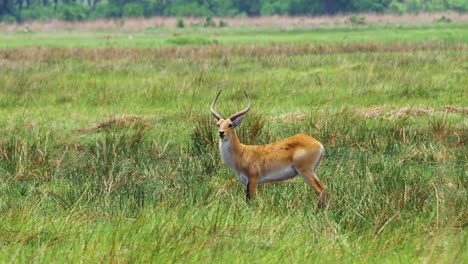 Adult-Male-Lechwe-Standing-In-The-Grassland-Of-Moremi-Game-Reserve-In-Botswana