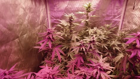 Reife-Marihuana-Cannabis-Hanfpflanzen,-Die-Im-Wind-Wehen,-Wachsen-Unter-Vollspektrum-LED-Lichtern,-Reflektierendes-Grow-Zelt,-Indoor-Grow,-Medizinisch,-DIY,-THC,-CBD-Landwirtschaft,-Ernte,-Mittlerer-Enger-Winkel,-Rot-lila,-Push