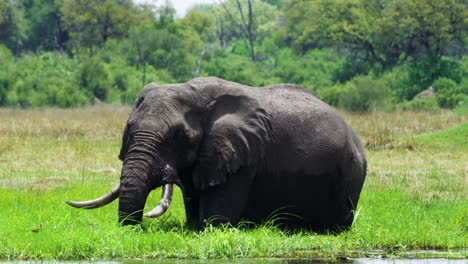 Der-Vom-Aussterben-Bedrohte-Afrikanische-Buschelefant-Flattert-Mit-Den-Ohren,-Während-Er-Gras-Im-Moremi-Wildreservat-In-Botswana-Füttert