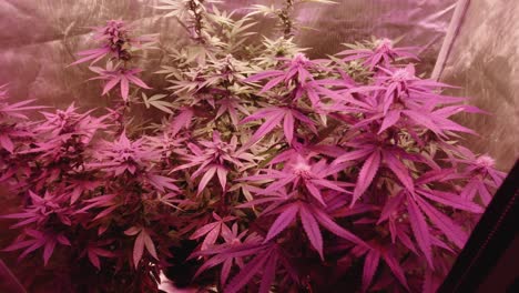 Reife-Marihuana-Cannabis-Hanfpflanzen,-Die-Unter-Vollspektrum-LED-Lichtern-Wachsen,-Reflektierendes-Wachstumszelt,-Innenanbau,-Medizinisch,-DIY,-THC,-CBD-Landwirtschaft,-Ernte,-Mittlerer-Enger-Winkel,-Rot-violett,-Rückwärts-Aufschlussreich
