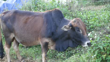 Bucklige-Kuh-In-Vietnam,-Die-Gras-An-Einem-Zaun-Weiden-Lässt