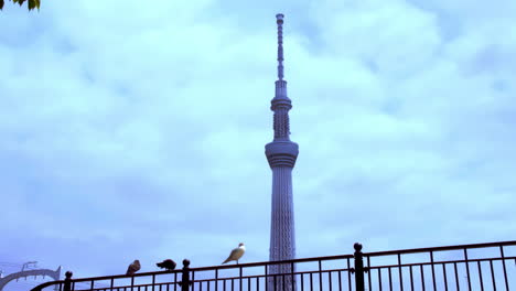 TOKYO-SKYTREE,-ASAKUSA,-TOKYO,-JAPAN-circa-April-2020:-seagul,-crow,-pigeon,-perching-on-iron-fence-in-peaceful-spring-day-as-seen-famous-Tokyo-Skytree-with-cloudy-blue-sky-behind