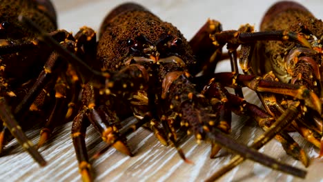 Nahaufnahme-Eines-Wütend-Aussehenden-Cape-Rock-Lobsters,-Statisch