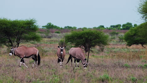 Three-Gemsbok-Grazing-the-Grass-in-the-Bushveld-of-Central-Kalahari-Game-Reserve-in-Botswana-Africa---Fixed-Shot