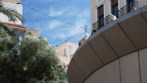 Doves-enjoying-sun-and-people-taking-a-walk-in-the-"Plaza-Nueva",-Alicante