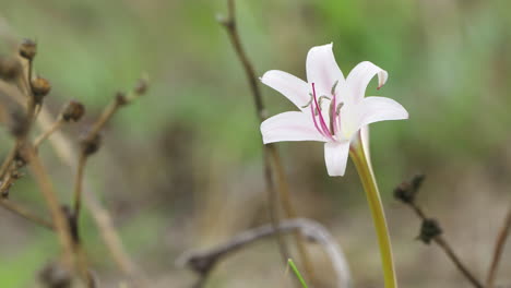 Close-up-fixed-shot-of-a-pink-Zephyrlily-moving-with-the-wind-of-Central-Kalahari-Game-Reserve-in-Botswana-Southern-Africa