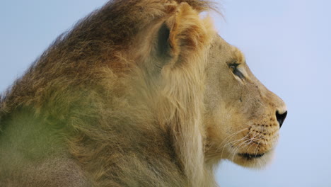 Side-View-Close-up-Of-Male-African-Lion-Head-In-Central-Kalahari-Game-Reserve,-Botswana