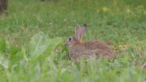 Oryctolagus-cuniculus-Wild-European-Rabbit-eating-grass-in-nature,-bunny-in-green-meadow