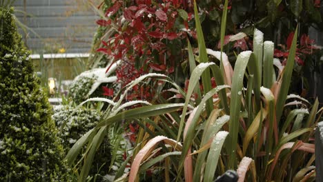Hail-falling-on-Phormium-in-uk-spring-garden