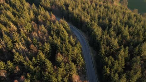 An-empty,-curved-road-that-leads-through-a-thick,-green-forest-at-sunset