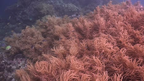 Corales-Blandos-Ondulados-Balanceándose-En-Arrecifes-De-Coral-Tropicales-En-Corriente-Suave
