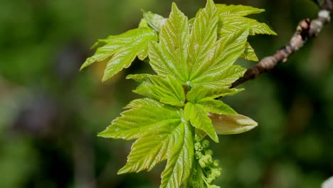 Newly-opened-Sycamore-Tree-leaves.-Spring.-British-Isles