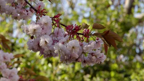 Hanging-Tree-blossom-branch-in-pink-and-white,-close-up